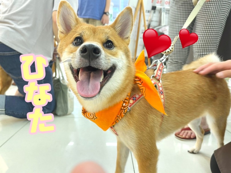 ★ひなた★オジサンに会えたよー♪ | 365プロジェクト - 横浜 大倉山店