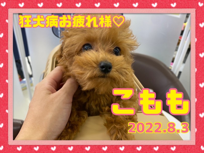 ★こもも★チックン頑張ったね！ | 365プロジェクト - 横浜 大倉山店