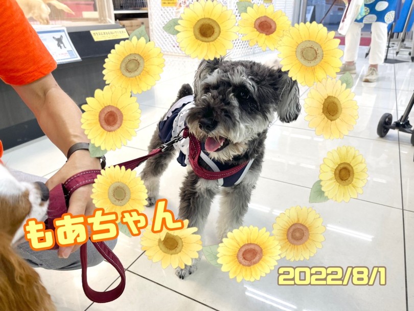 ★もあ★ママとお散歩嬉しいね！ | 365プロジェクト - 横浜 大倉山店