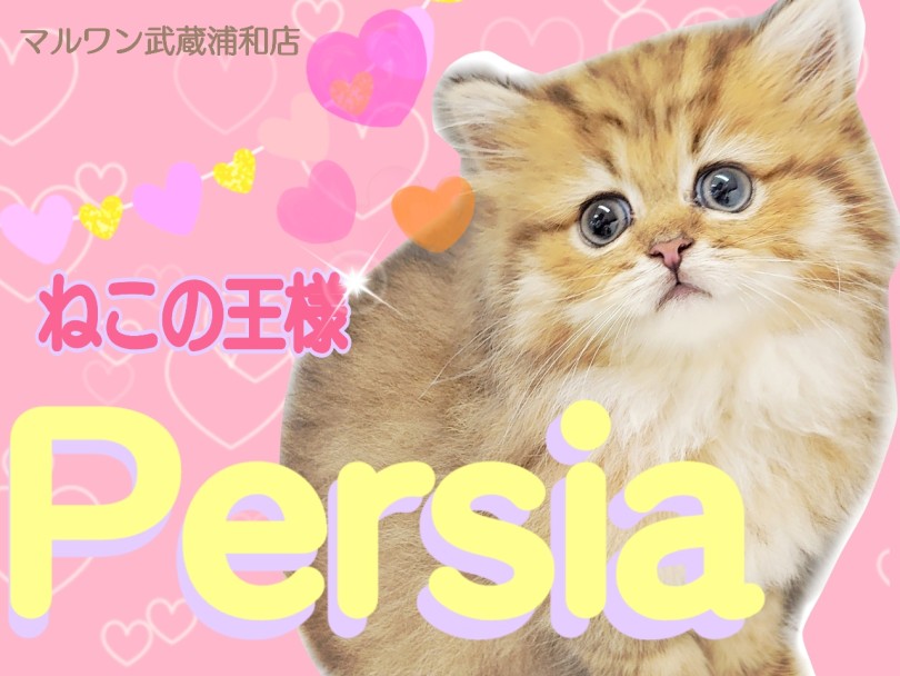 【 ペルシャ 】可愛さも性格も王様級！プレミアムにゃんこを徹底解剖！