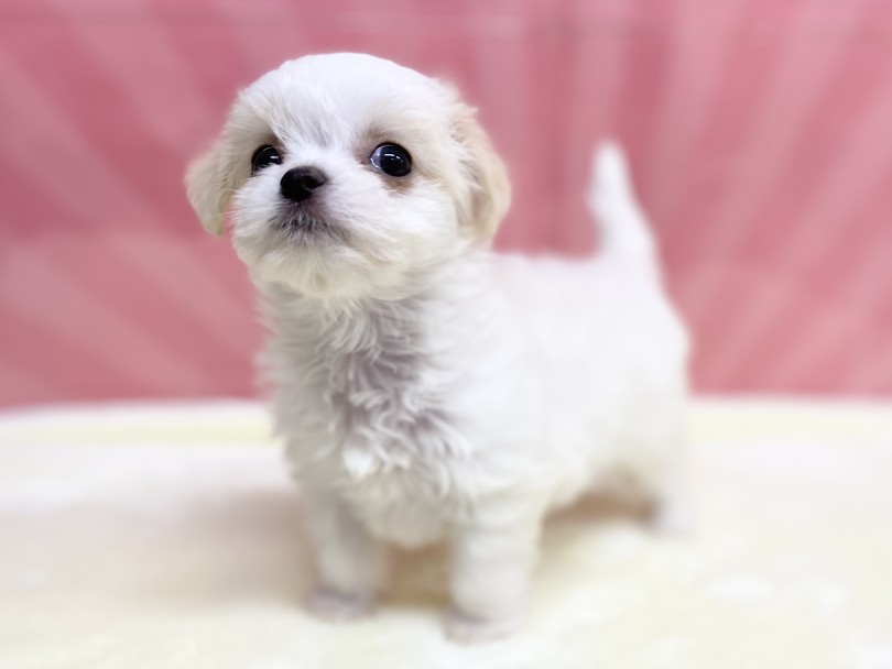 一度、チワマルちゃんを抱っこしてみてください | MIX犬 チワマル （6131194） - 横浜 大倉山店