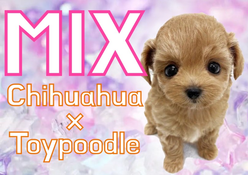 【チワプー】濃いめのアプリコットと優しいタレ目のゲキカワMIXの女の子！