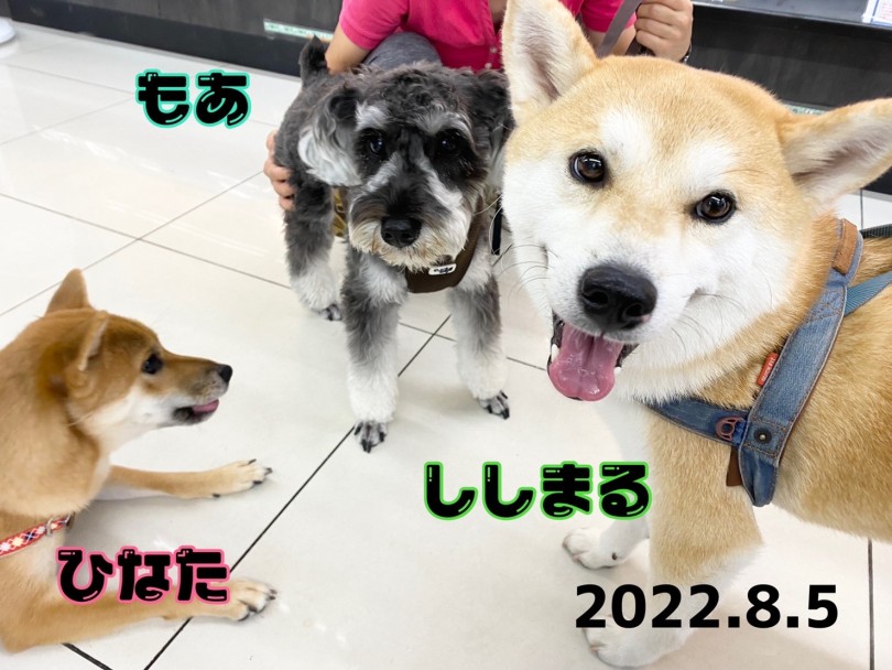 ★ししまる♡ひなた♡もあ★上手にご挨拶♡ | 365プロジェクト - 横浜 大倉山店