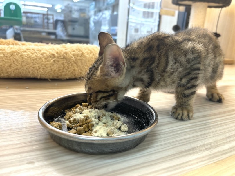 お皿よりも小さい顔で一生懸命ご飯を頬張ります！ | ベンガル （814762） - 大和 相模大塚店
