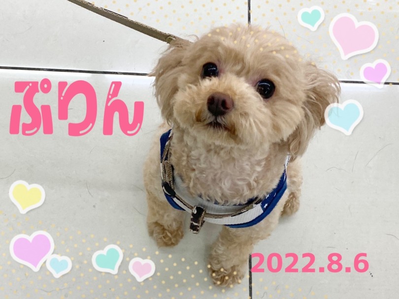 ★ぷりん★お膝に乗ってくるの本当可愛い♡ | 365プロジェクト - 横浜 大倉山店