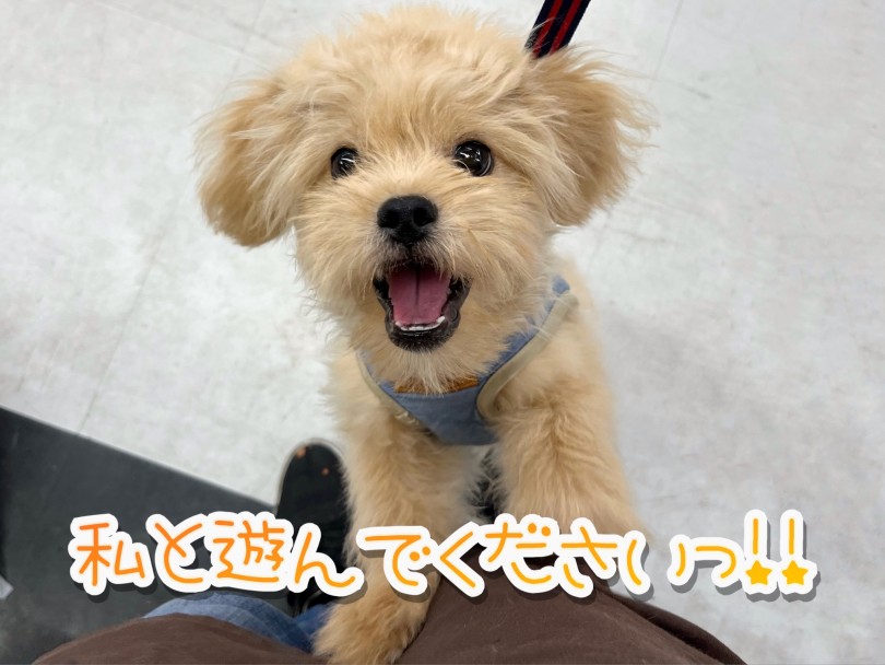 特技は、他のワンちゃんや初対面の人ともすぐに仲良くなれちゃうこと | MIX犬 ペキプー （119328） - 梅島店