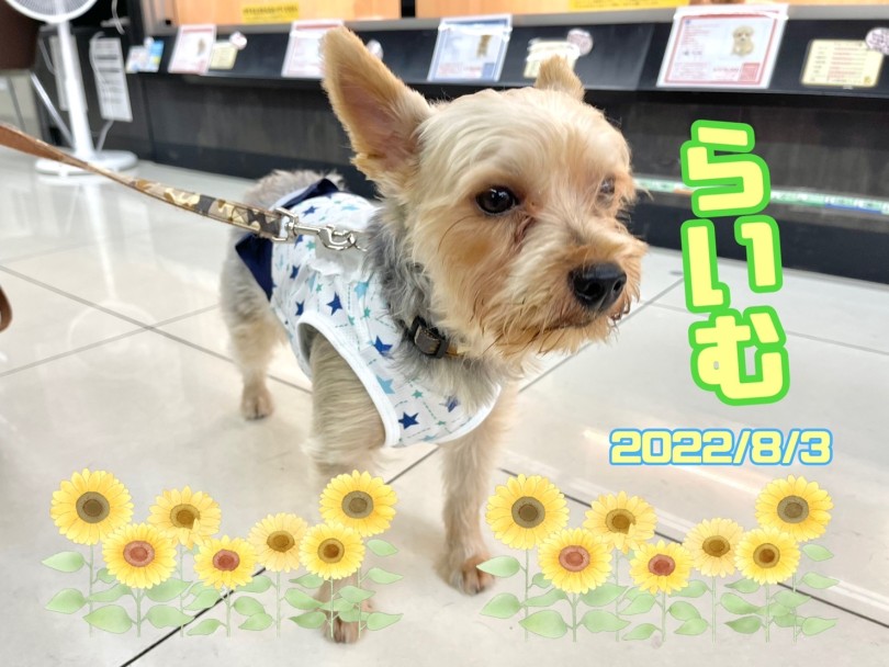 ★らいむ★クールウェア涼しそう♪ | 365プロジェクト - 横浜 大倉山店