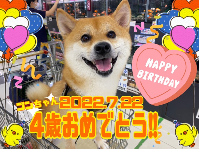 柴犬のゴン太ちゃん | 大倉山365チャレンジ  7月結果発表！ - 横浜 大倉山店