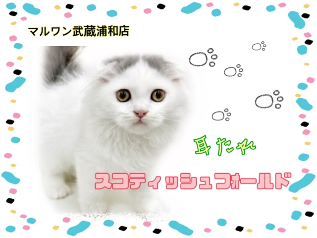 【 スコティッシュフォールド 】人気急上昇！希少な耳たれスコティッシュ！