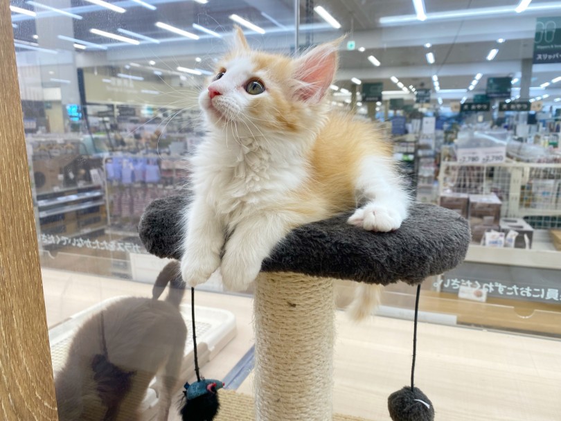 猫を家族に迎える際のポイント 広さより高さ | ノルウェージャンフォレストキャット （118678） - 城山店
