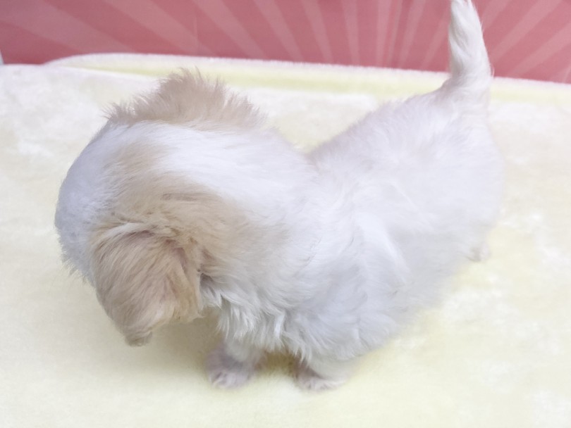 お耳だけポイントカラー | MIX犬 チワマル （6131194） - 横浜 大倉山店