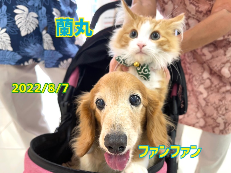 ★蘭丸♡ファンファン★次はなっちゃんも来てね♡ | 365プロジェクト - 横浜 大倉山店