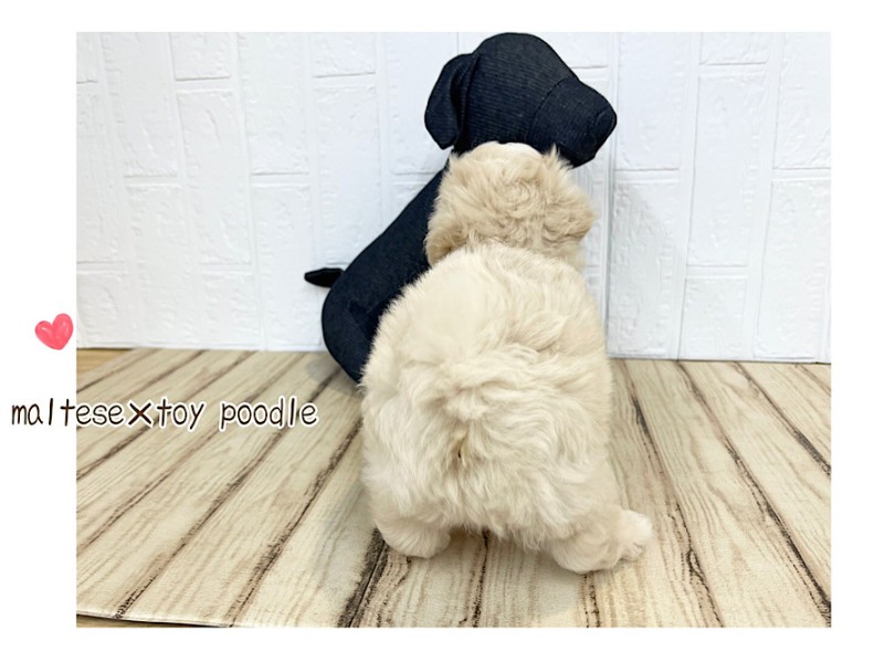 マルプー君に会いにきてね！ | MIX犬 マルプー （312116） - 横浜 港北ニュータウン店