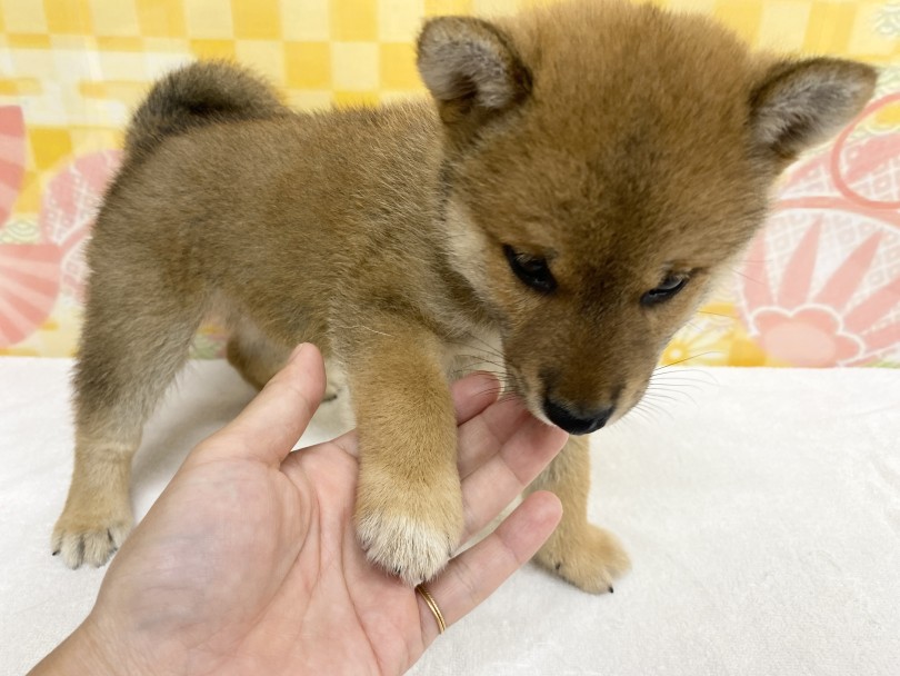 太くしっかりとした四肢 | 柴犬 （6131187） - 横浜 大倉山店