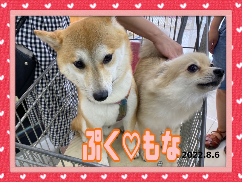 ★だいふく♡もなか★いつも仲良し♡♡ | 365プロジェクト - 横浜 大倉山店
