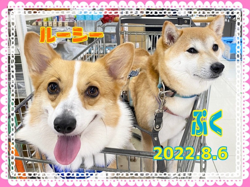★ルーシー★ぷくと一緒にドライブ♡ | 365プロジェクト - 横浜 大倉山店
