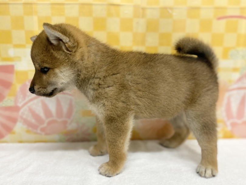 柴犬の理想のプロポーション | 柴犬 （6131187） - 横浜 大倉山店