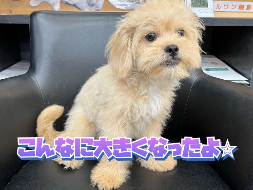 生後半年で2.4kg | MIX犬 ペキプー （119328） - 梅島店