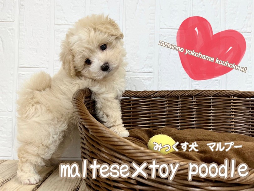 【 ミックス  】スーパーハイブリッド短足マルプー君!