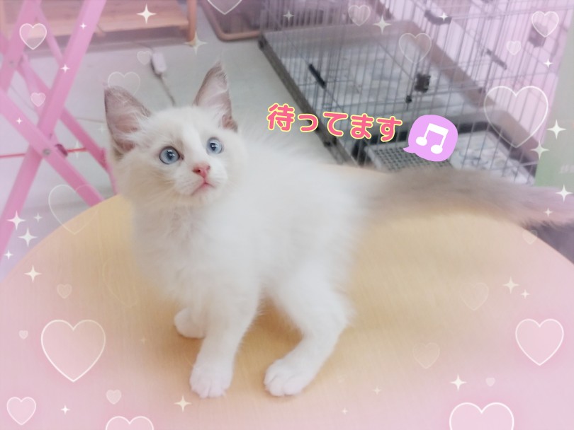 お早めにマルワン武蔵浦和店に会いに来てくださいね♡ | ラグドール （413125） - さいたま 武蔵浦和店