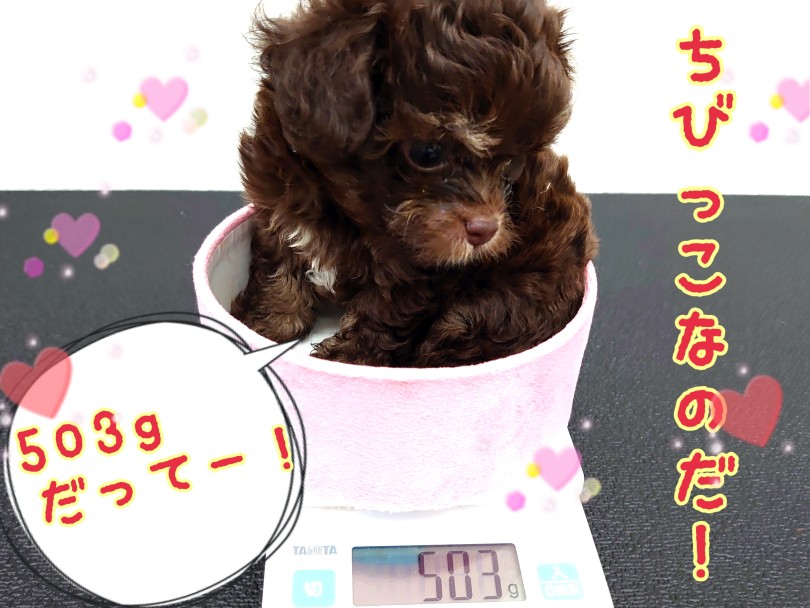 抱っこもラクチン！小さめボディ！ | MIX犬 チワプー （130449） - 高井戸店