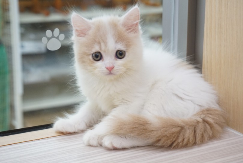 猫種ならではの穏やかな性格 | ラガマフィン （6131193） - 横浜 大倉山店