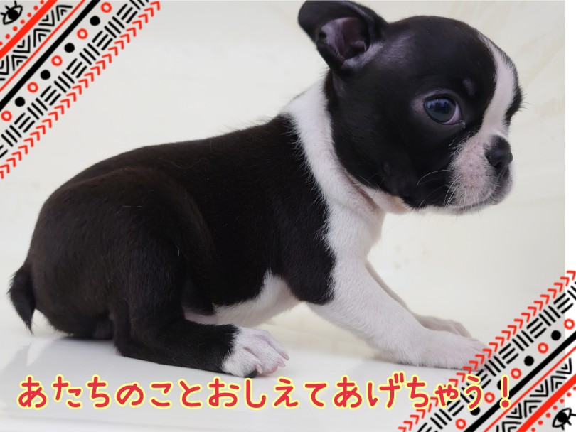 全身で甘えて来る様子が最高に可愛い | ボストンテリア （130453） - 高井戸店
