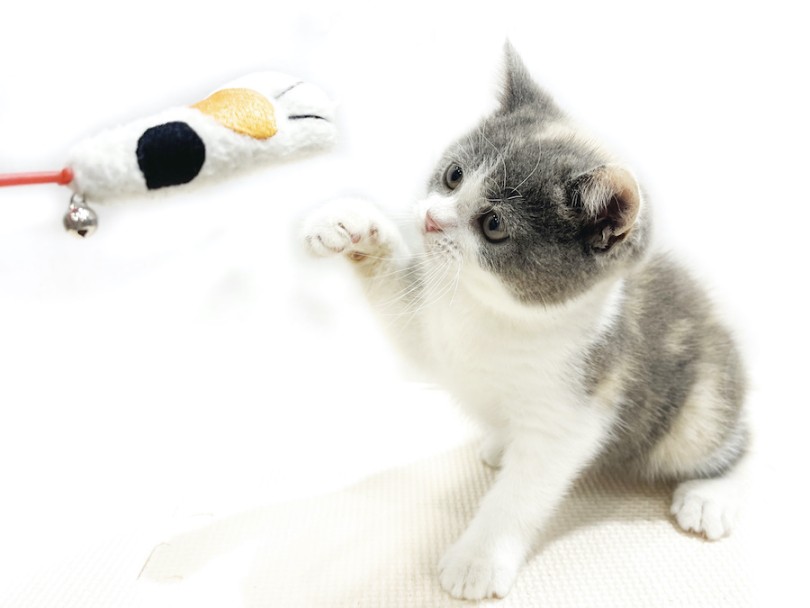 おもちゃで遊んで噛み癖、引っ掻き癖を防止しましょう | ブリティッシュショートヘア （11912） - 横浜 白楽店