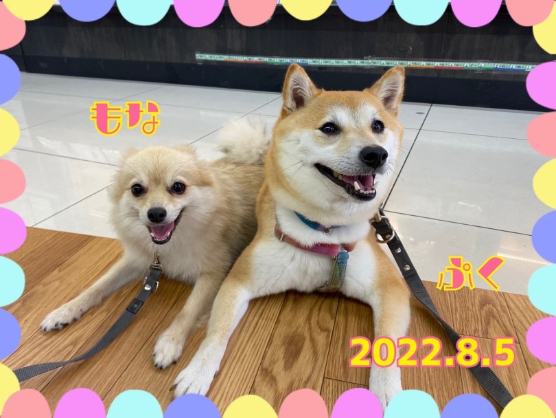 ★もなか♡だいふく★仲良しニパッ♡♡ | 365プロジェクト - 横浜 大倉山店
