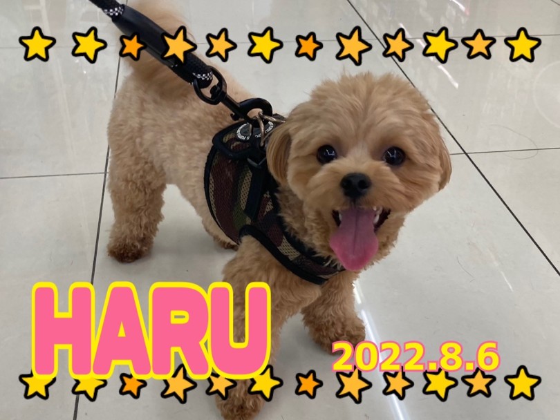 ★HARU★帰りは歩いたかな〜♡ | 365プロジェクト - 横浜 大倉山店
