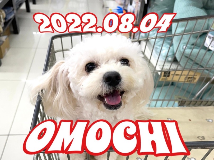 ★おもち★クリッとお目々がキュート♡ | 365プロジェクト - 横浜 大倉山店