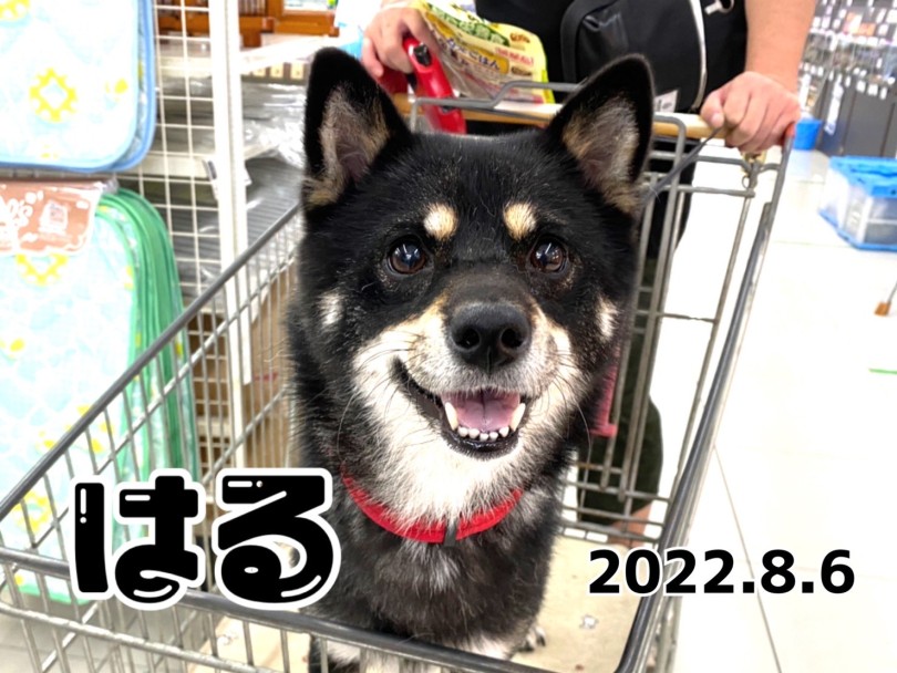 ★はる★キラっと光る瞳とニパッ！が可愛い♡ | 365プロジェクト - 横浜 大倉山店