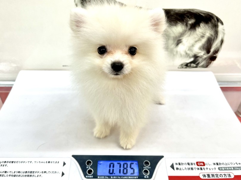 生後83日の体重は、785g。成犬時予想体重は、2.5kg~3kg前後 | ポメラニアン （140950） - 横浜 元町店