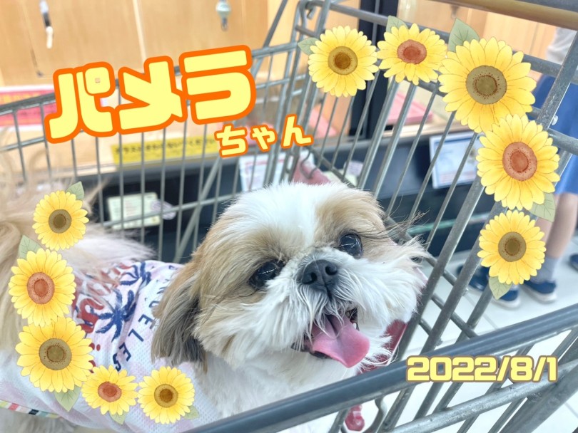 ★パメラ★カートに乗って遊びにきたよ〜♪ | 365プロジェクト - 横浜 大倉山店