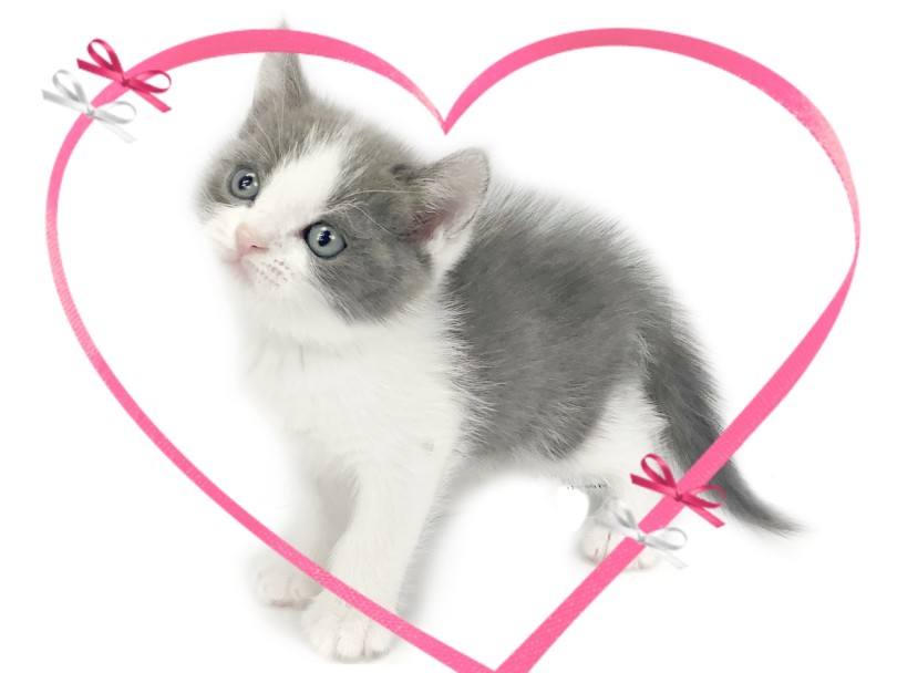 実際に猫ちゃんと暮らす猫好きスタッフがしっかりとサポート致します | ブリティッシュショートヘア （413126） - さいたま 武蔵浦和店