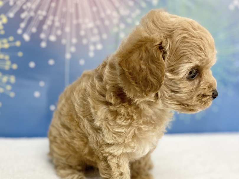 お耳が大きめな感じはチワワかも？！ | MIX犬 チワプー （6131190） - 横浜 大倉山店