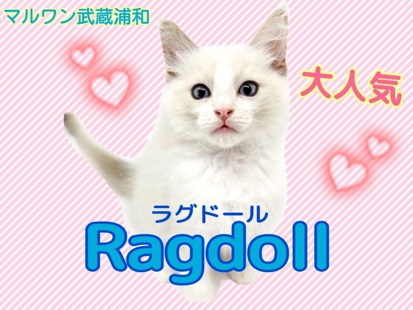 【 ラグドール 】長毛種初心者にもおすすめ！将来有望なパーフェクトボーイ
