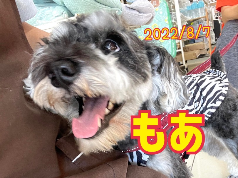 ★もあ★ビー玉みたいな瞳が綺麗♪ | 365プロジェクト - 横浜 大倉山店