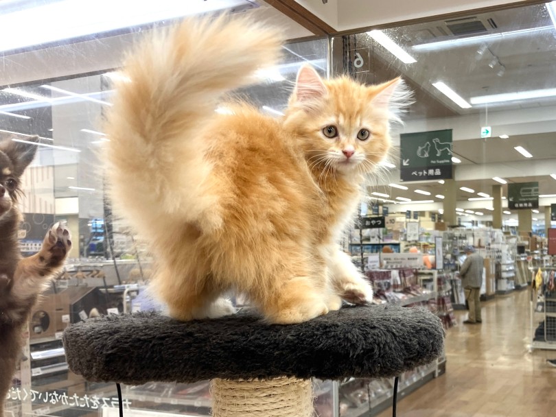 人との生活に特化した猫 | ラガマフィン (118691) - 城山店