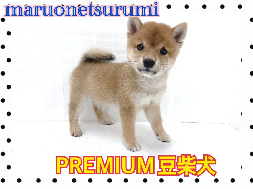 楽しいわんちゃんライフを私達がしっかりとサポート致します | 豆柴 （713902） - 横浜 鶴見店