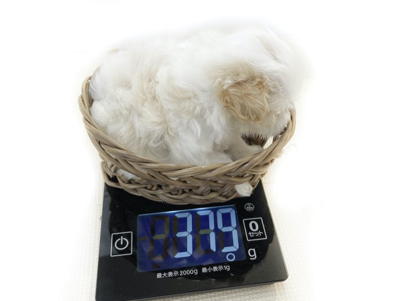 成犬時の予想体重は2kg台です | MIX犬 マルプー （814766） - 大和 相模大塚店
