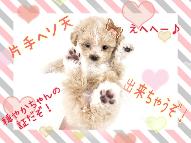 片手ヘソ天は穏やかちゃんの証！ | MIX犬 マルプー （130459） - 高井戸店