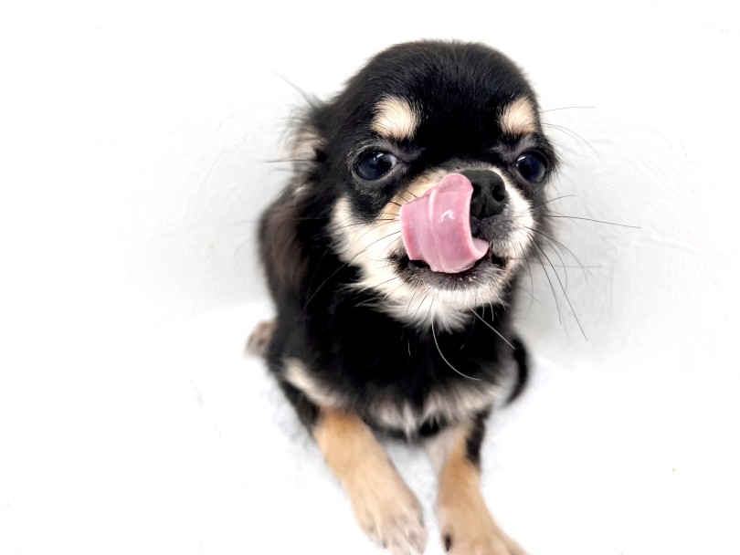 協力してくれたチワワちゃん | 肛門腺ってこれで絞れてる？？必見！！プロが解説！！ - 横浜 元町店 トリミング通信