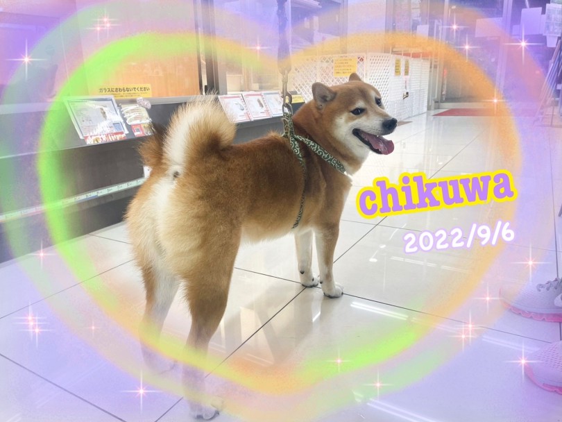 ★ちくわ★ | 365プロジェクトデイリー【9月版】 - 横浜 大倉山店