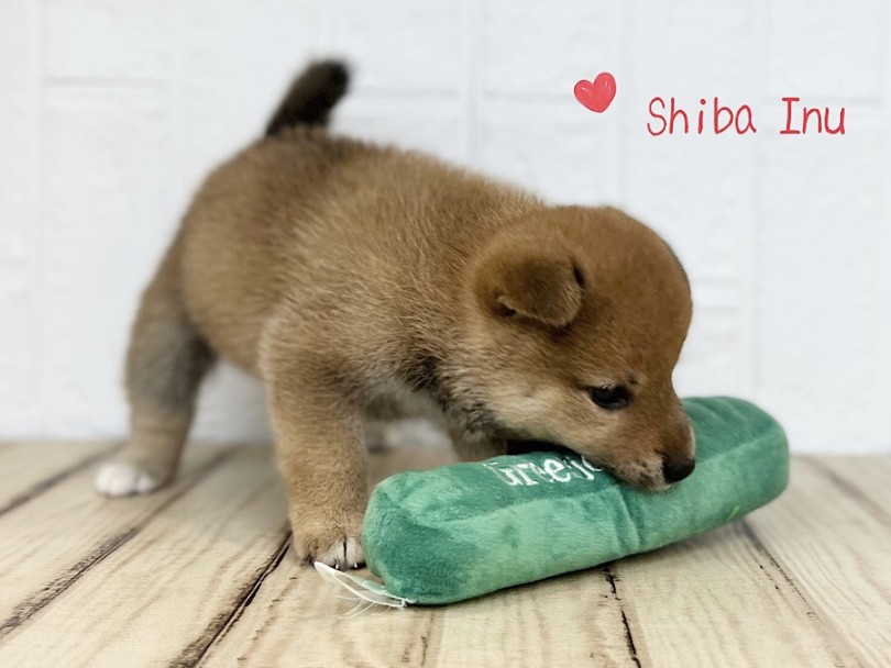 入店直後の柴ちゃん | 柴犬 （312119） - 横浜 港北ニュータウン店