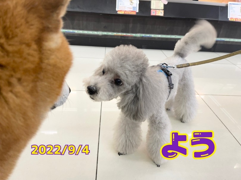 ★よう★ | 365プロジェクトデイリー【9月版】 - 横浜 大倉山店