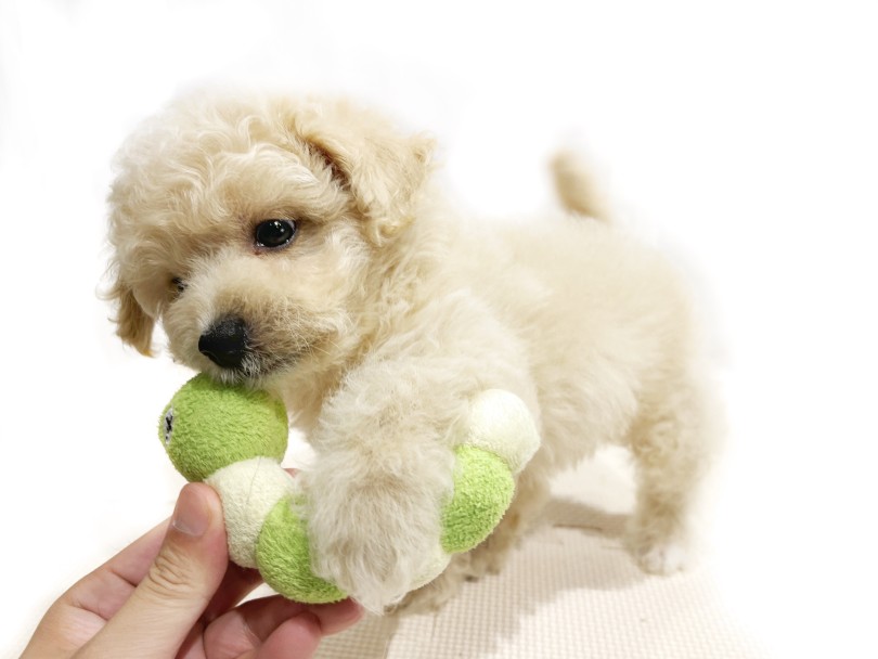 社会勉強の一環として「おもちゃ遊び」 | MIX犬 ビションプー （11914） - 横浜 今宿店