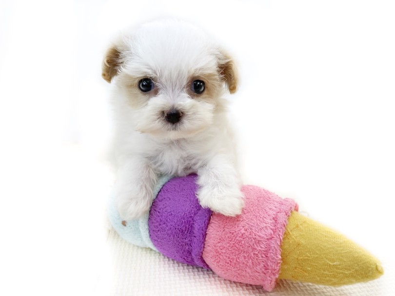 短い手でしっかり押さえて「渡さない！」 | MIX犬 マルプー （814766） - 大和 相模大塚店