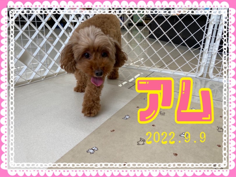 ★あむ★ | 365プロジェクトデイリー【9月版】 - 横浜 大倉山店