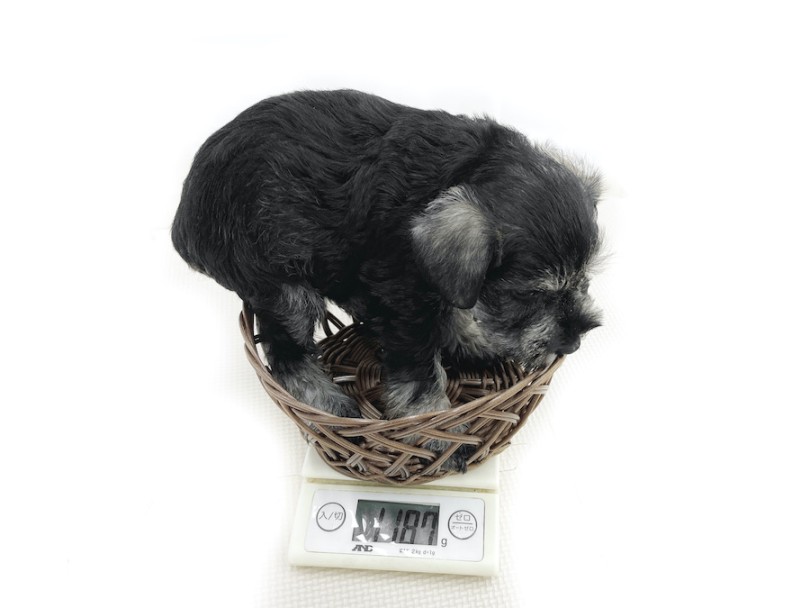 生後60日時点の体重は1187g | ミニチュア・シュナウザー （116749） - 下丸子店